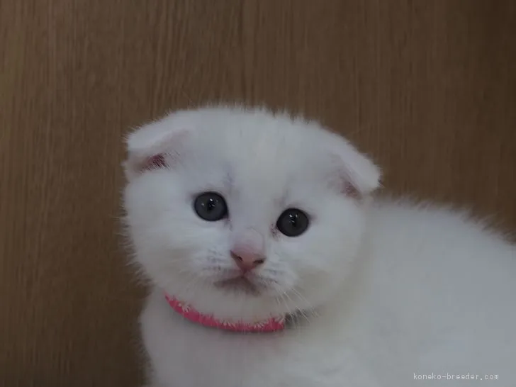 ID:2003-00186の子猫