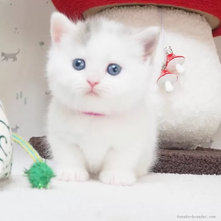 ID:2404-00311の子猫