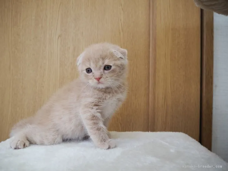 ID:1807-01132の子猫