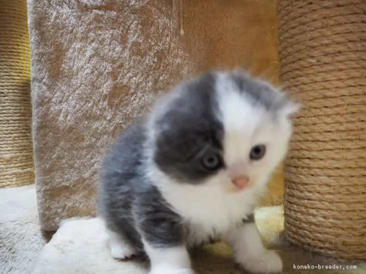 ID:1710-01094の子猫