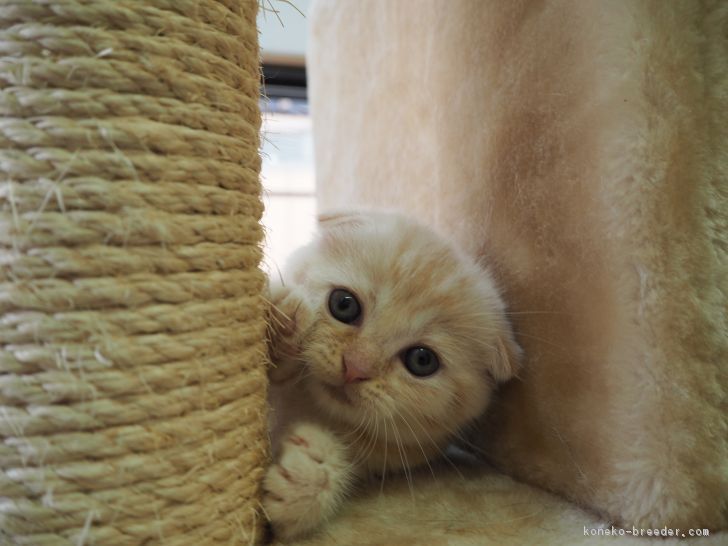 黒とんこつらーめん 様のお迎えした子猫