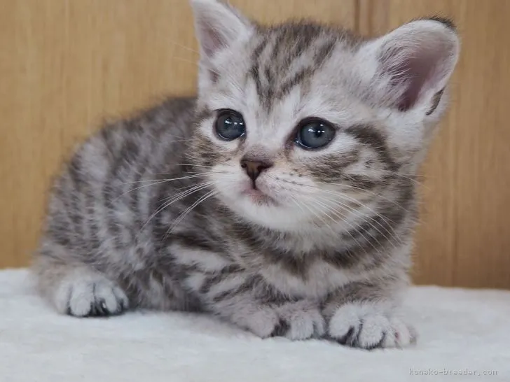 ID:1812-01095の子猫