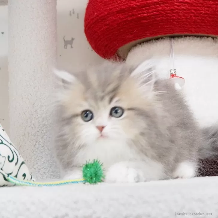 ID:2402-02155の子猫