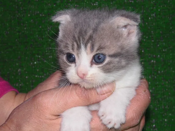 ID:1503-00320の子猫