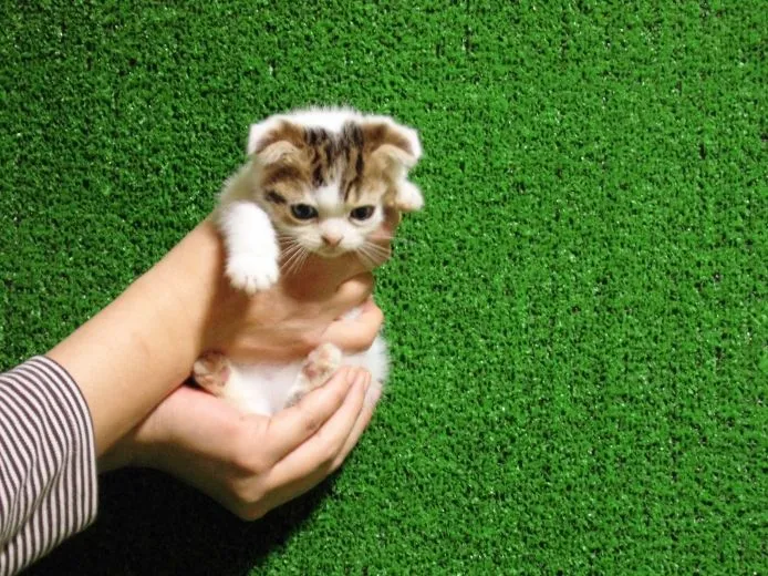 ID:1504-00421の子猫