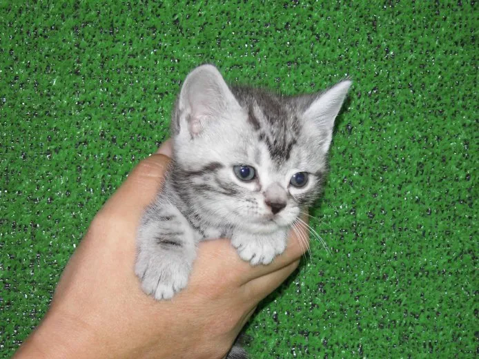 ID:1410-00262の子猫