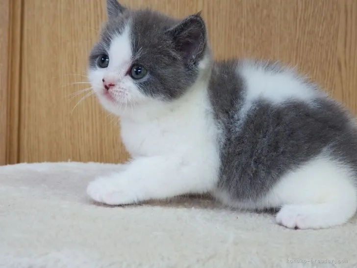 ID:2203-01362の子猫