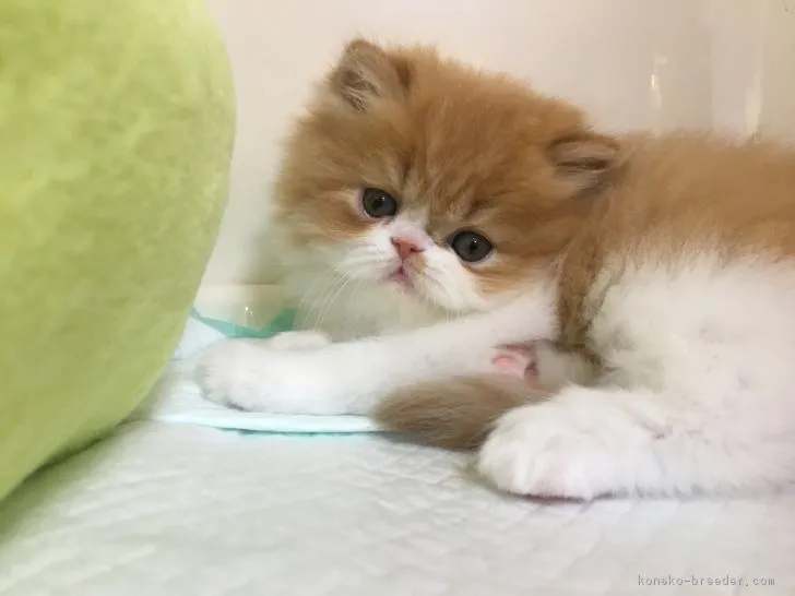 ID:1704-00130の子猫