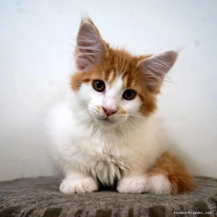 ID:2208-01490の子猫