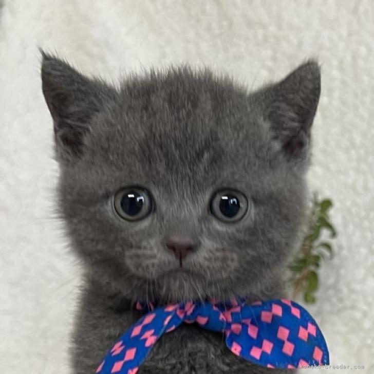 ブリティッシュショートヘア 千葉県 男の子 22年7月1日 ブルー 可愛い 男の子です みんなの子猫ブリーダー 子猫id 28