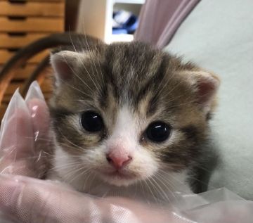 スコティッシュフォールド(立ち耳)【千葉県・女の子・2021年8月22日・キャリコ】の写真「可愛い♪女の子です！」