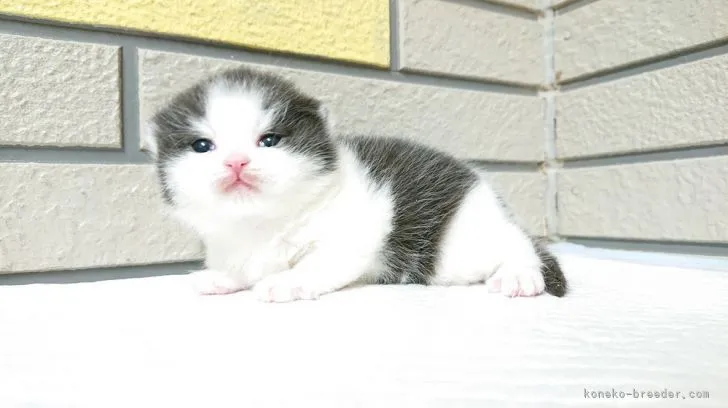ID:2202-01194の子猫