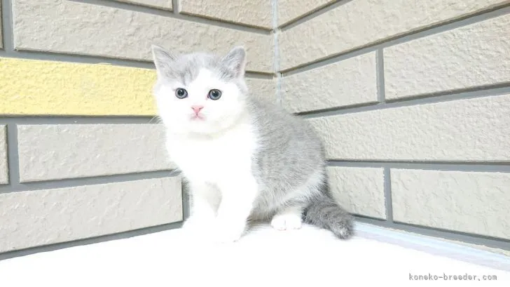 ID:2202-01193の子猫