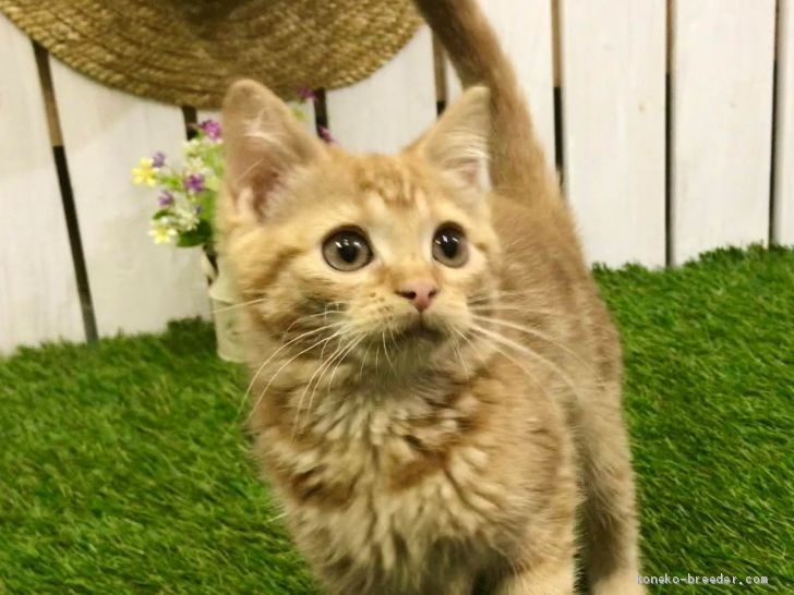 マンチカン 長足 北海道 女の子 19年7月30日 レッドタビー スリスリ大好きなチャトラちゃん 神メソッド猫 みんなの子猫ブリーダー 子猫id 1910