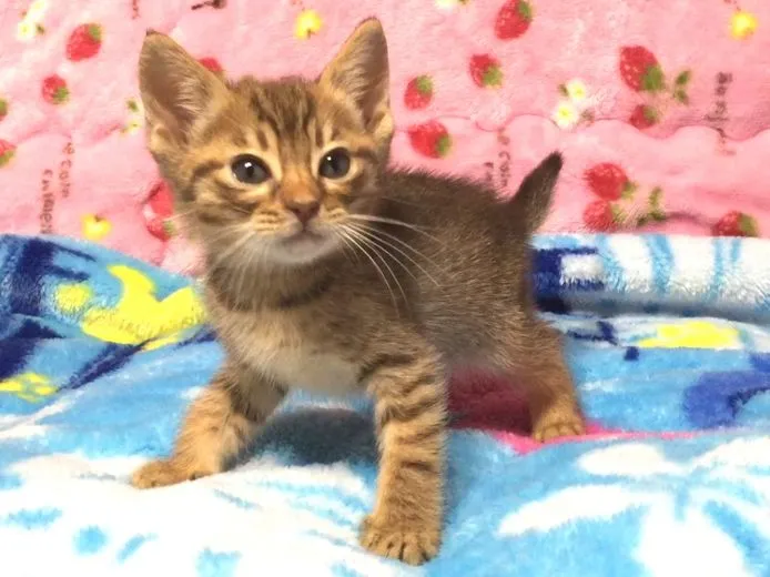ID:1502-00244の子猫