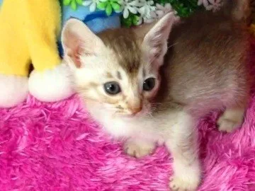 ID:1311-00258の子猫