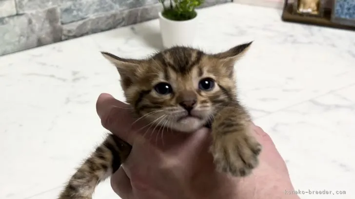 ID：2201-01969の子猫