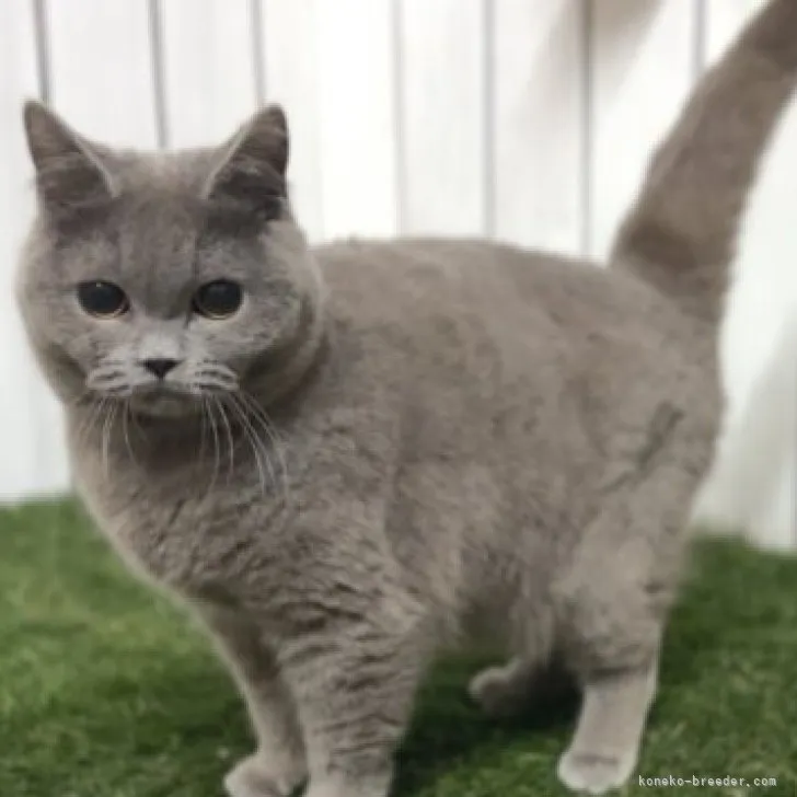 ID:2210-02432の子猫