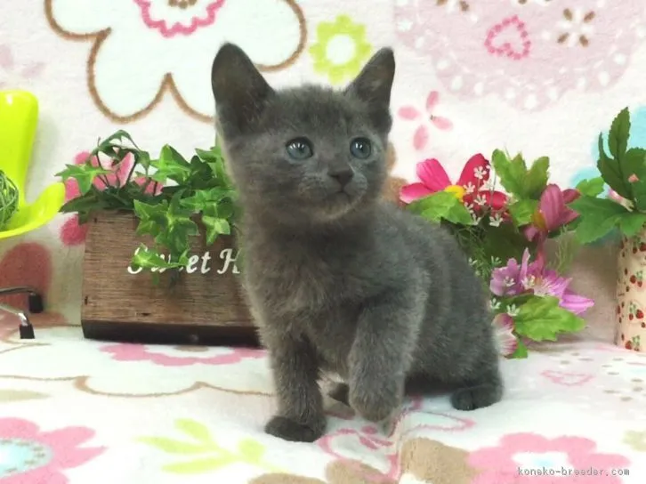 ID:1605-00528の子猫