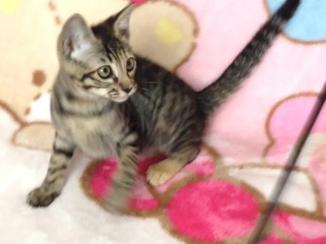 ID:1405-00004の子猫