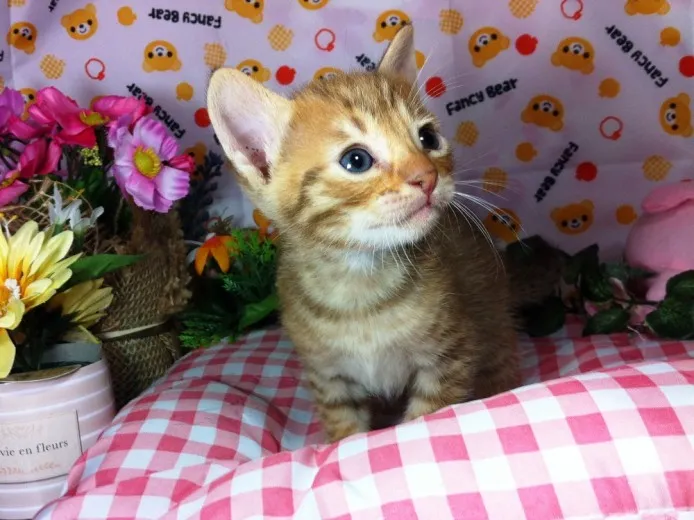ID:1209-00132の子猫