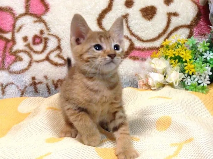 ID:1408-00320の子猫