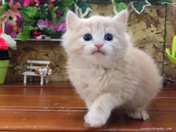 ID:1612-00028の子猫