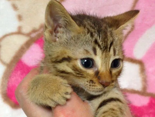 ID:1412-00314の子猫