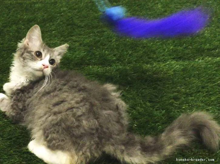ID:1608-00234の子猫