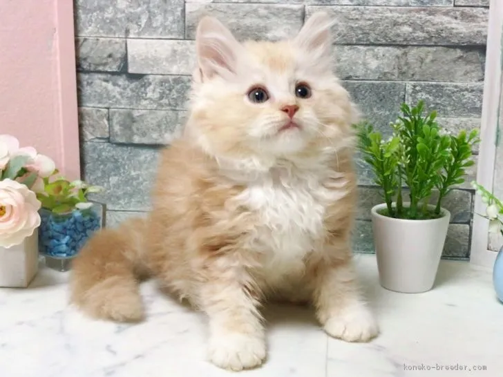 ID:1906-01037の子猫