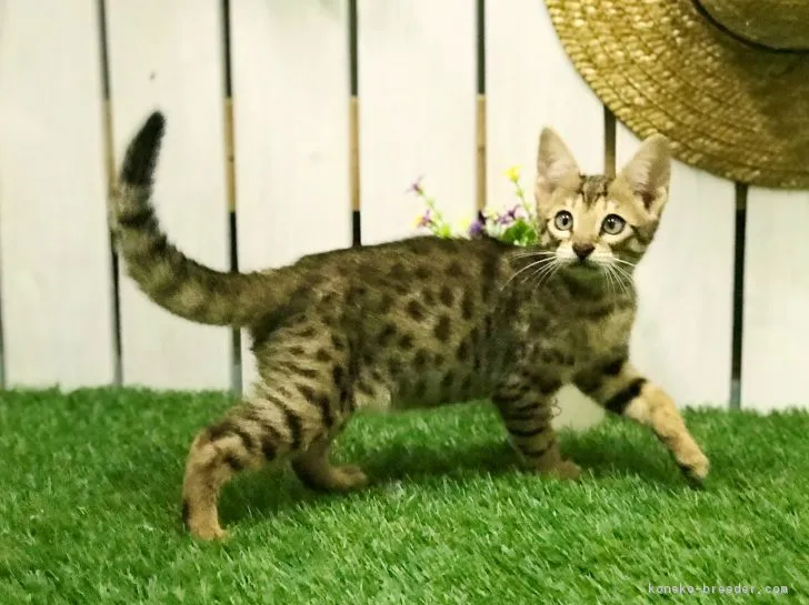 ID:1811-00556の子猫