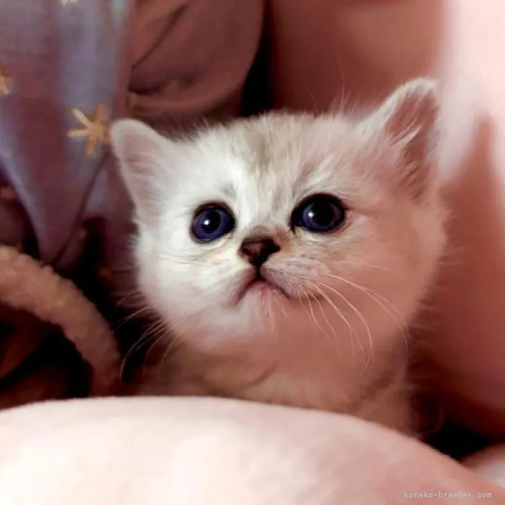 ID:2211-00106の子猫