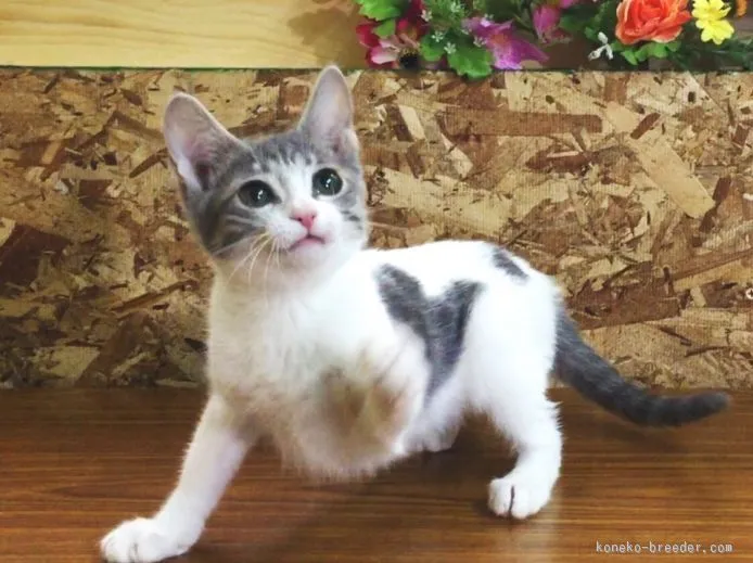 ID:1509-00160の子猫