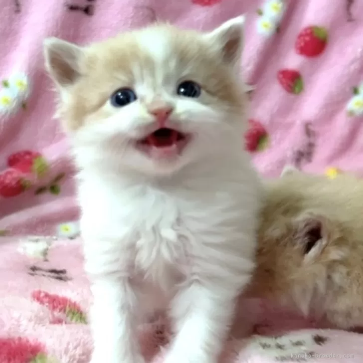 ID:2412-01435の子猫