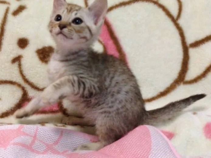 ID:1405-00312の子猫