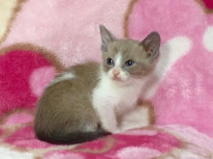 ID:1503-00124の子猫
