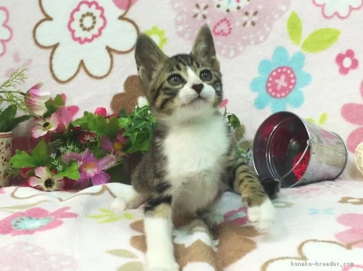 ID:1604-00453の子猫