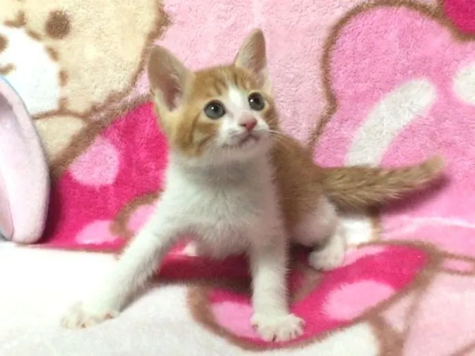 ID:1501-00228の子猫