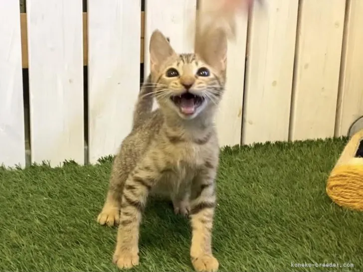 ID:2108-01170の子猫