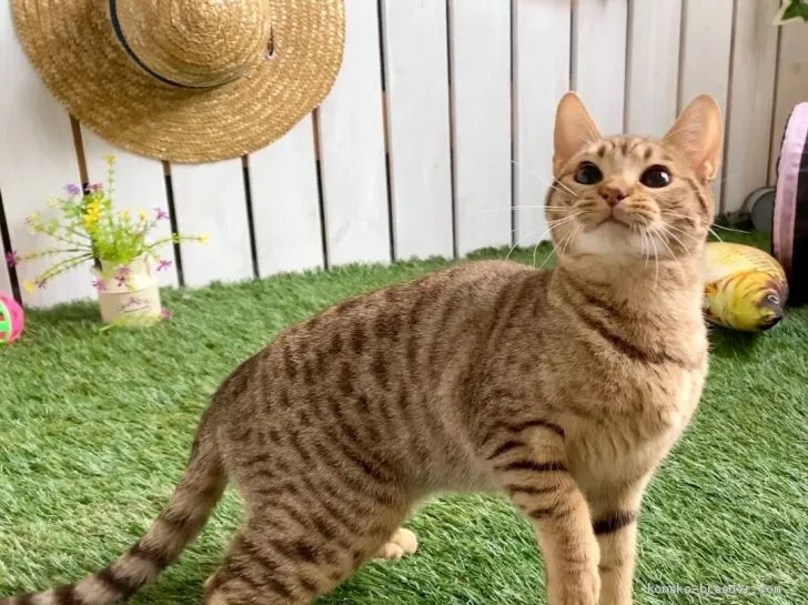 ID:1909-01501の子猫
