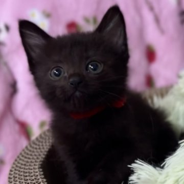 ボンベイ【北海道・女の子・2024年4月7日・ブラック】の写真「外出お風呂OKな神メソッド猫☆東京仙台大阪福岡可☆」