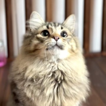 最終値下げ品 ハンドメイド サイベリアン 仔猫 ダイリュートキャリコ