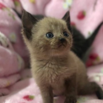 ボンベイ【北海道・男の子・2024年4月7日・セイブル】の写真「外出お風呂OKな神メソッド猫☆東京仙台大阪福岡可☆」