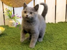 ジャパニーズボブテイルの子猫を探す 専門ブリーダー直販の子猫販売 みんなの子猫ブリーダー