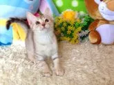 オシキャット【北海道・女の子・2013年10月12日・チョコレートシルバースポテッドタビー】の写真2「12月31日撮影」