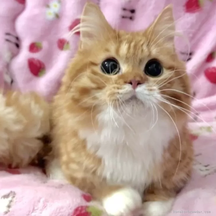ID:2407-02323の子猫