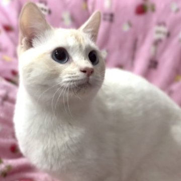ミヌエット(長足)【北海道・男の子・2024年5月21日・クリームカメオリンクスポイント&ホワイト】の写真「☆話題の神メソッドお出掛け動画☆東京仙台愛知福岡可」