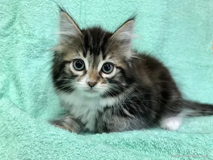 ID:1806-00434の子猫