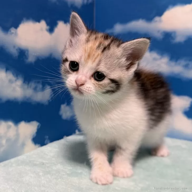 ID:2412-00686の子猫