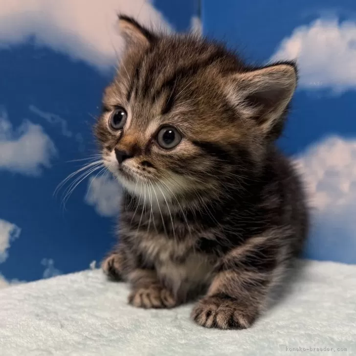 ID:2412-00703の子猫